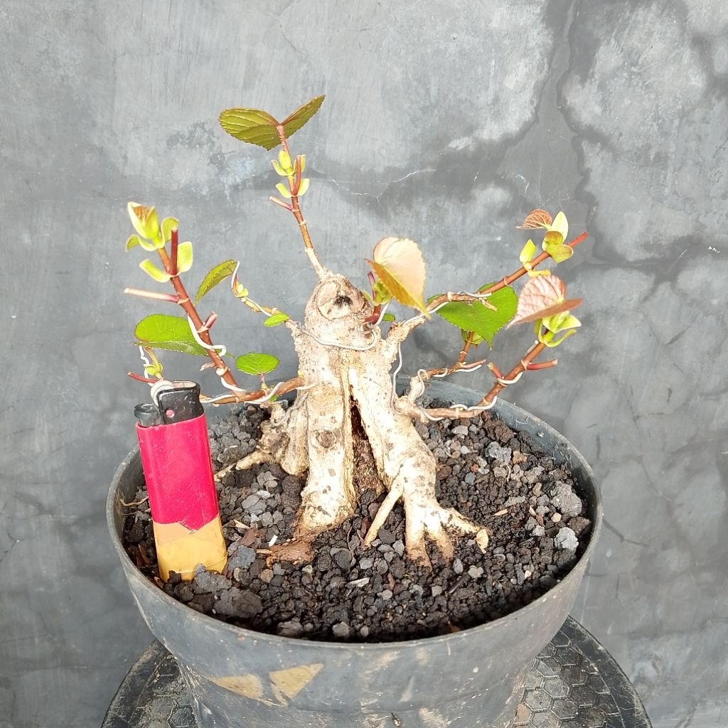 Bahan bonsai shito mame waru Taiwan T1