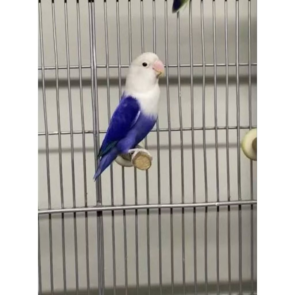 Promo paket 2 telor burung lovebird violet