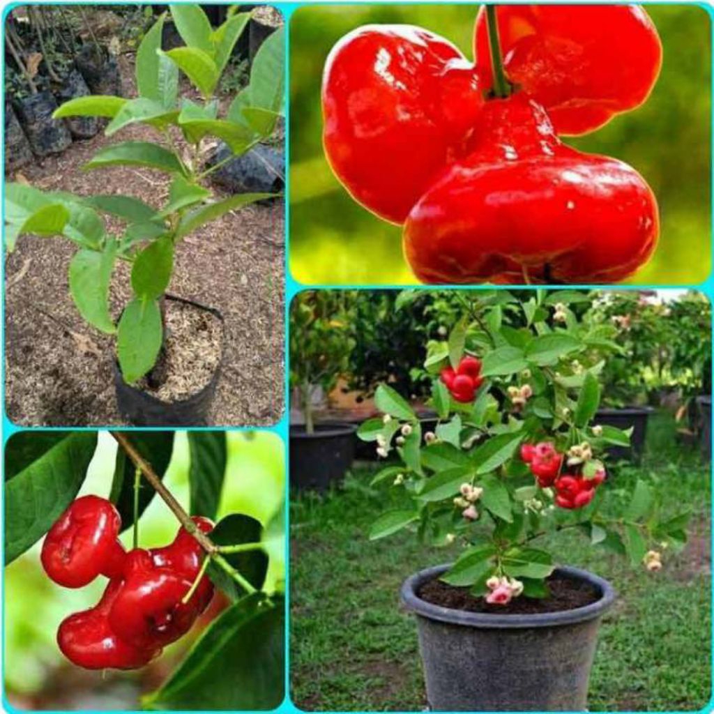 bibit jambu air kancing merah sudah berbuah cangkokan