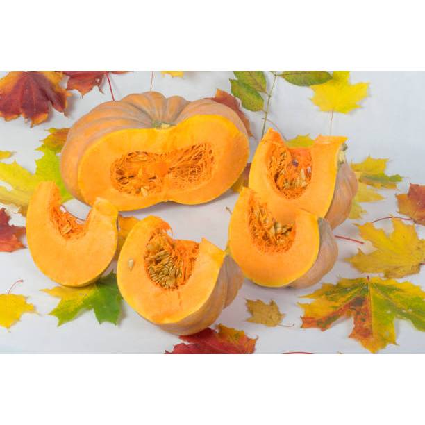 HASIL UNGGUL BENIH LABU KUNING