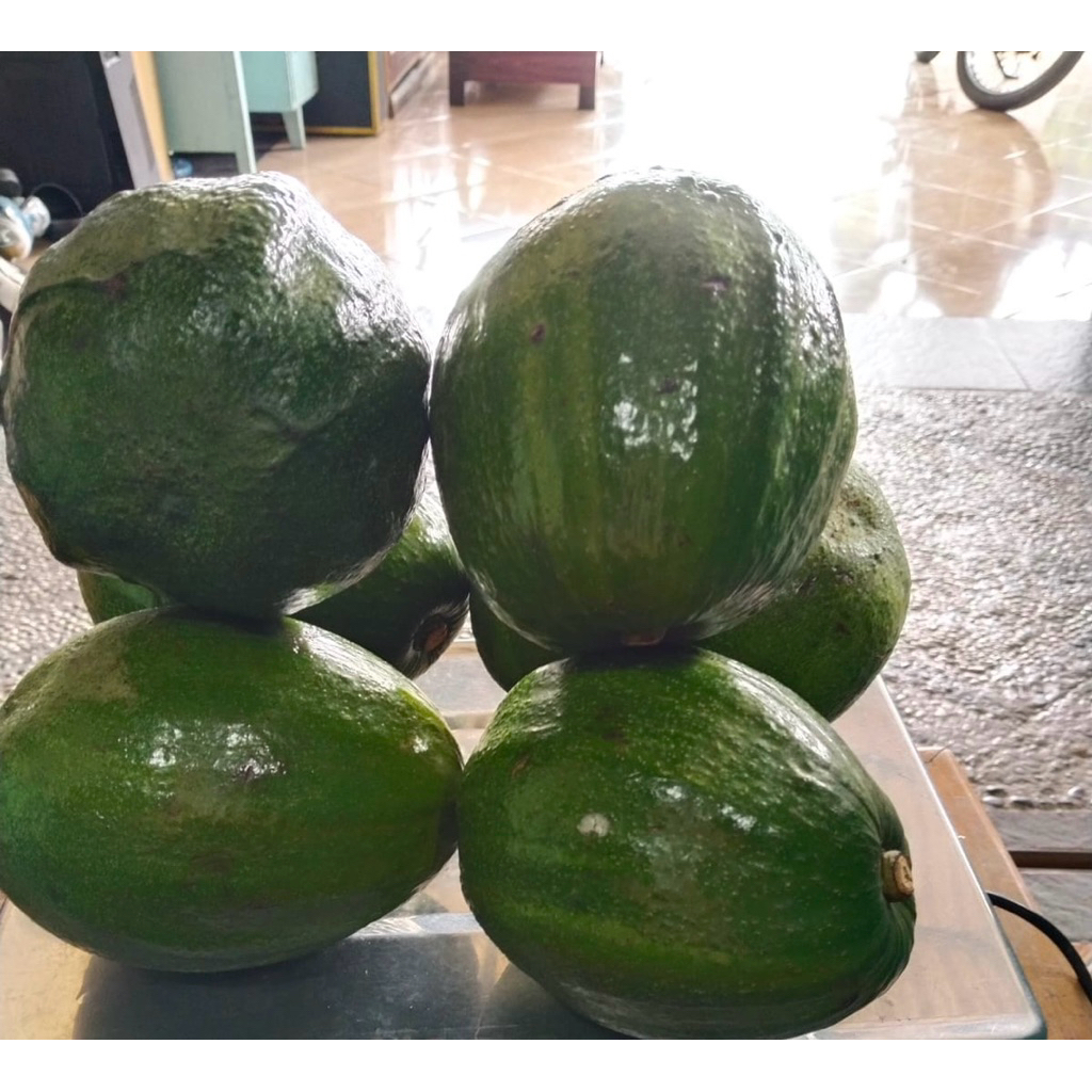 ALPUKAT / ALPUKAT JUMBO /  ALPUKAT KENDIL