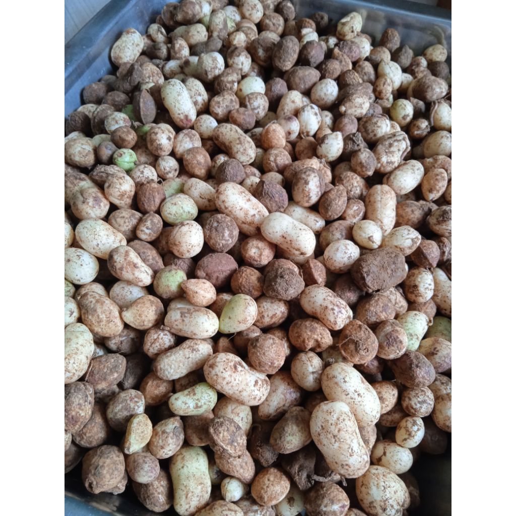 Kacang Bogor mentah 1kg