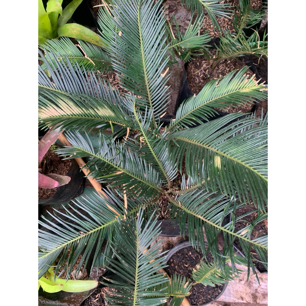 Tanaman Palem Sikas/Pakis Haji/Mawar Jembe