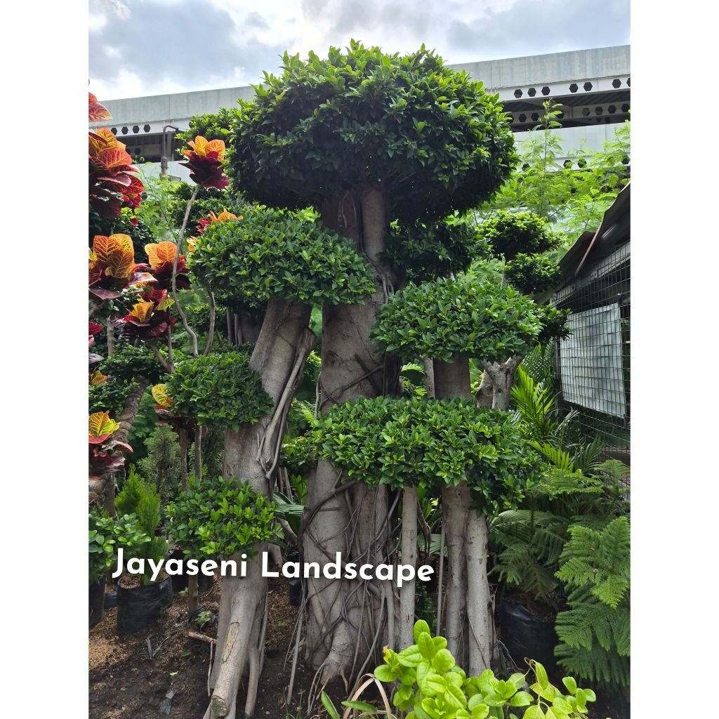 POHON BONSAI ELEGEN BESAR RIMBUN/TANAMAN BONSAI LEGEN