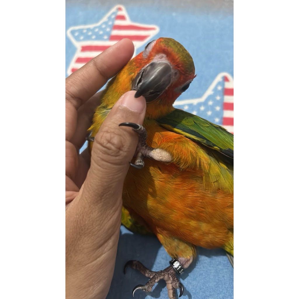 sun conure baby 3-6 bulan