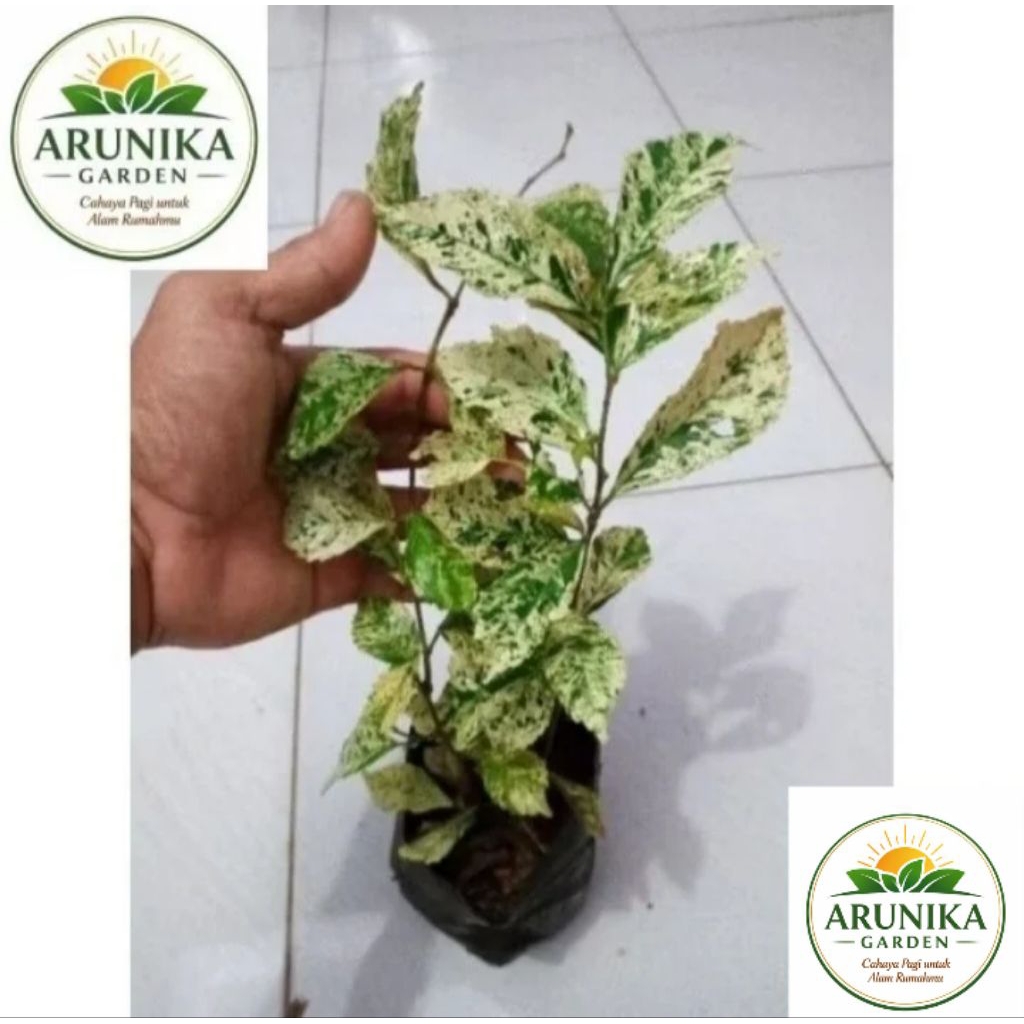 ~ Tanaman hias teh tehan varigata tanaman pagar.