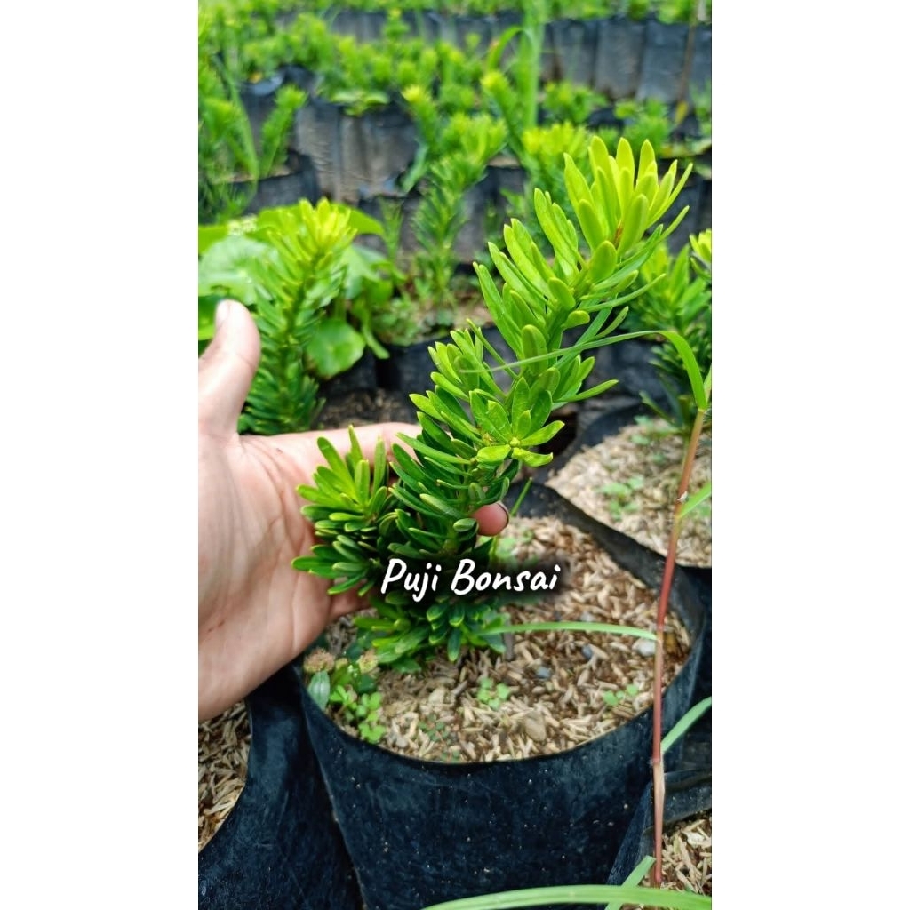 BIBIT BONSAI LOHANSUNG CINCUAN ORI 100 %
