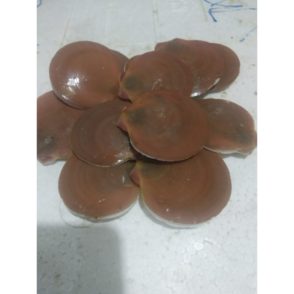 Kerang Simping Segar 1KG