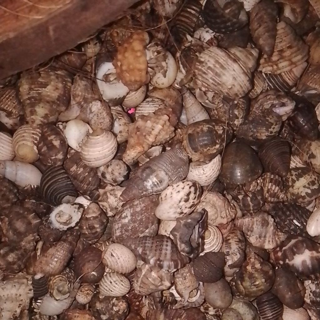 30 Ekor Kelomang Beby/Bayi kecil"