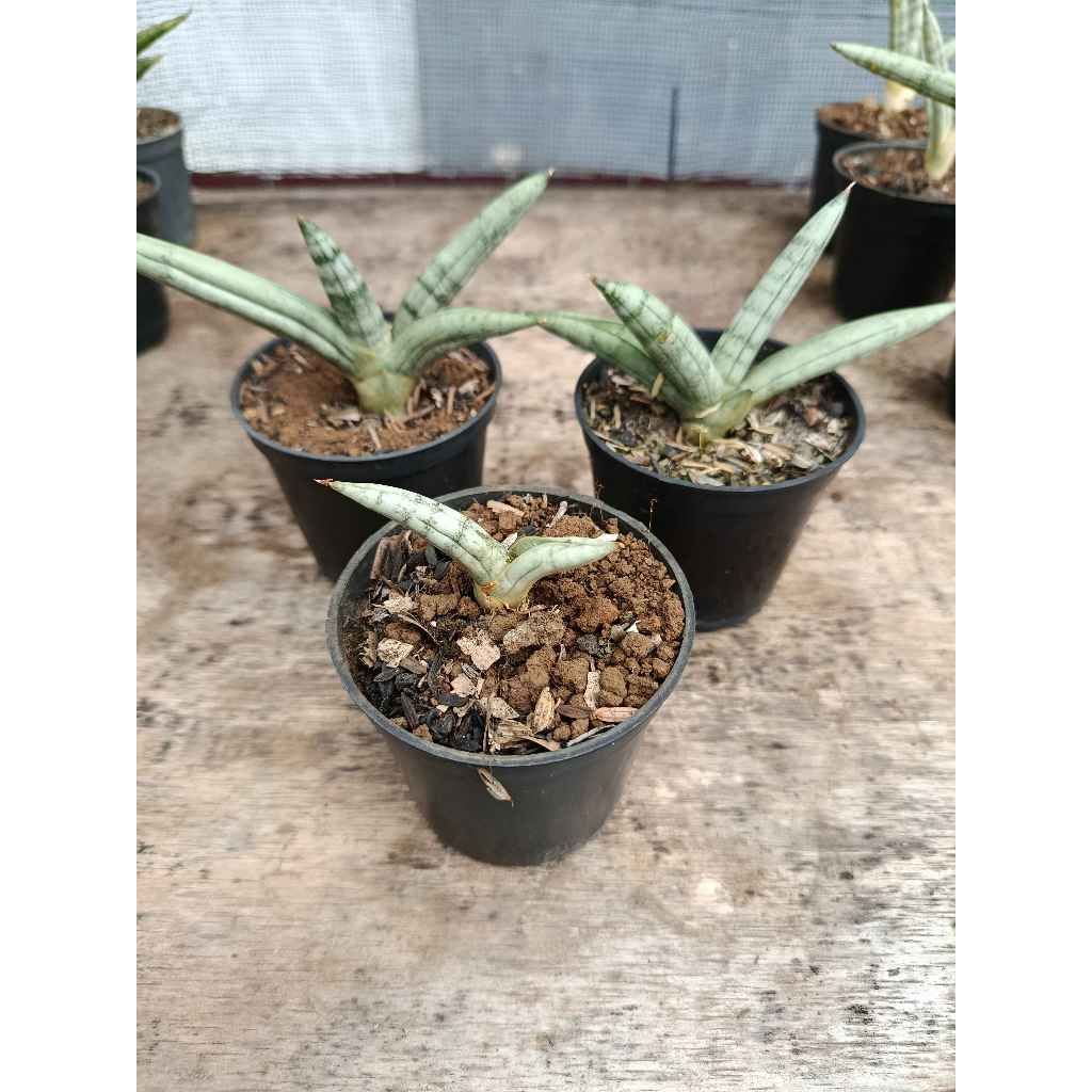 sansevieria boncel platinum FREE POT