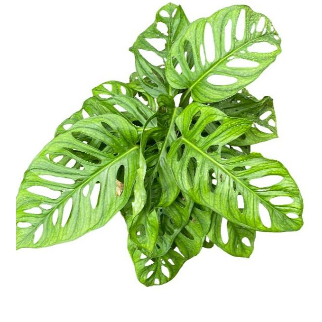 Monstera Acuminata (Janda Bolong)