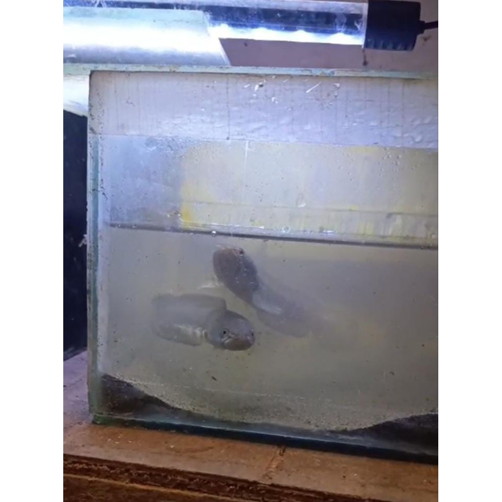 chana_limbata_pair_alam