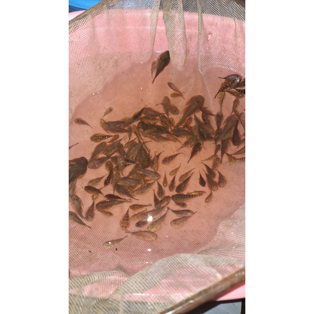 hiasan aquarium ikan borneo sucker sapu sapu aquascape