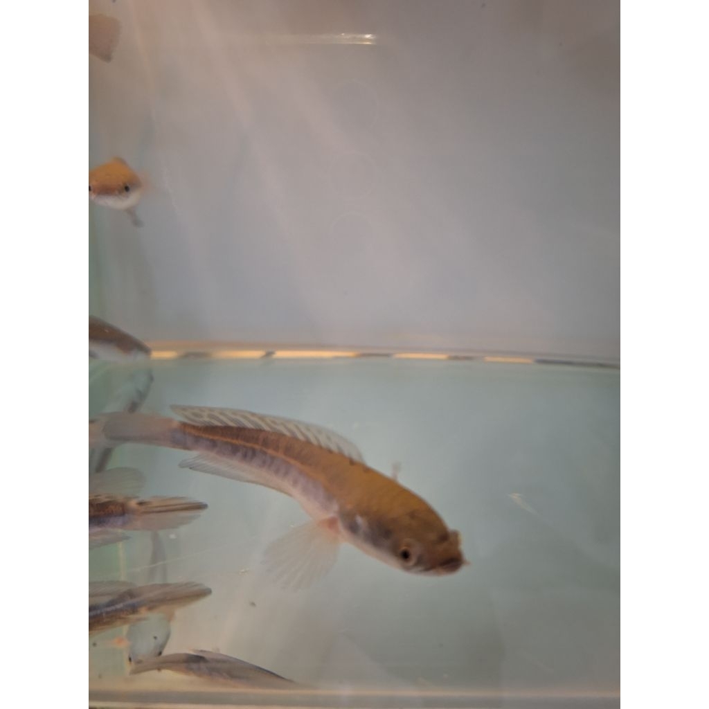 hiasan aquarium ikan chana maru ys yellow sentarum