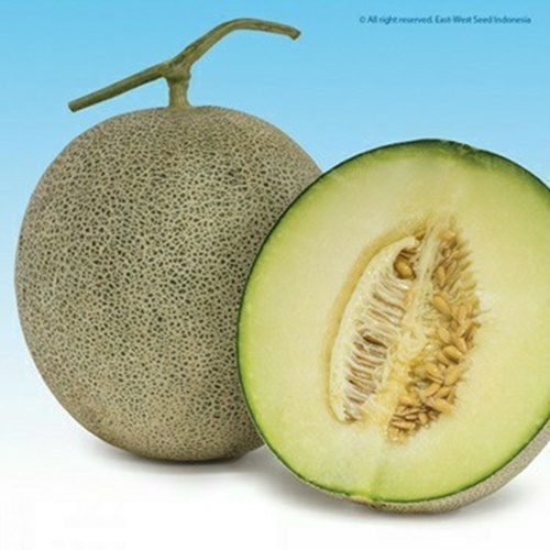 2 Biji Benih Melon ALINA F1