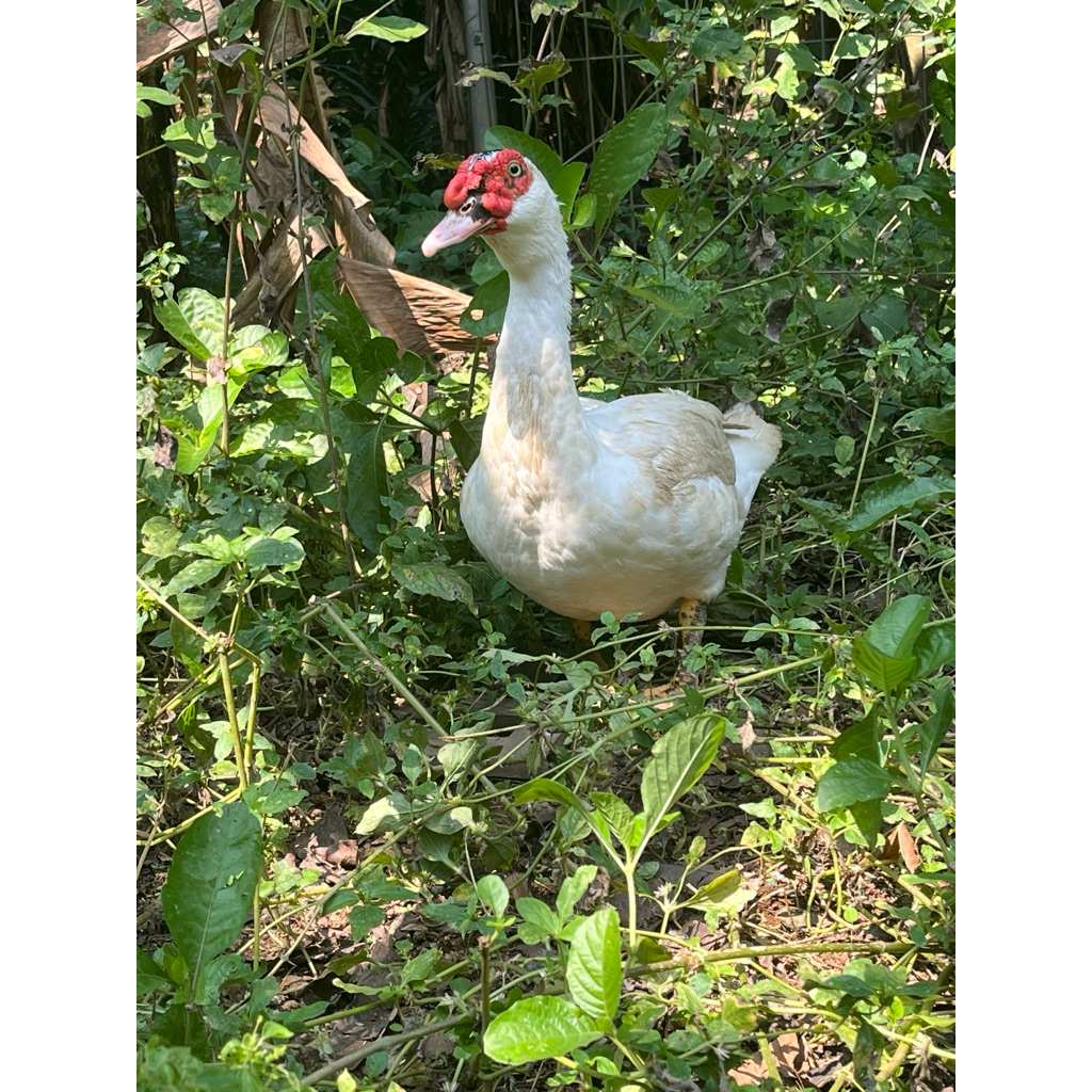 entok superan- entok potong - daging entok segar - bebek entok - entok nila - entok manila - entok p