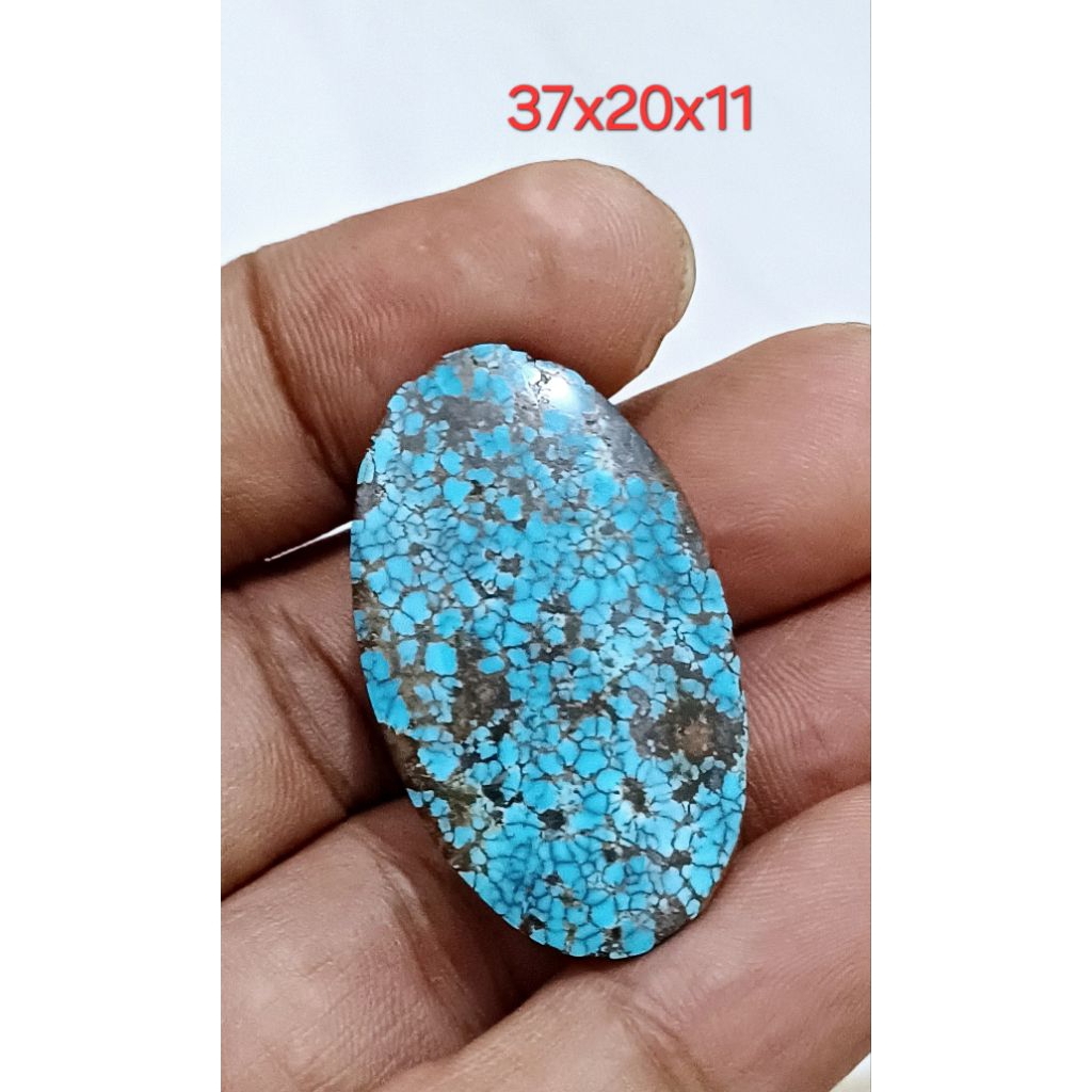 Pirus Persia Biru Ceplok 0081