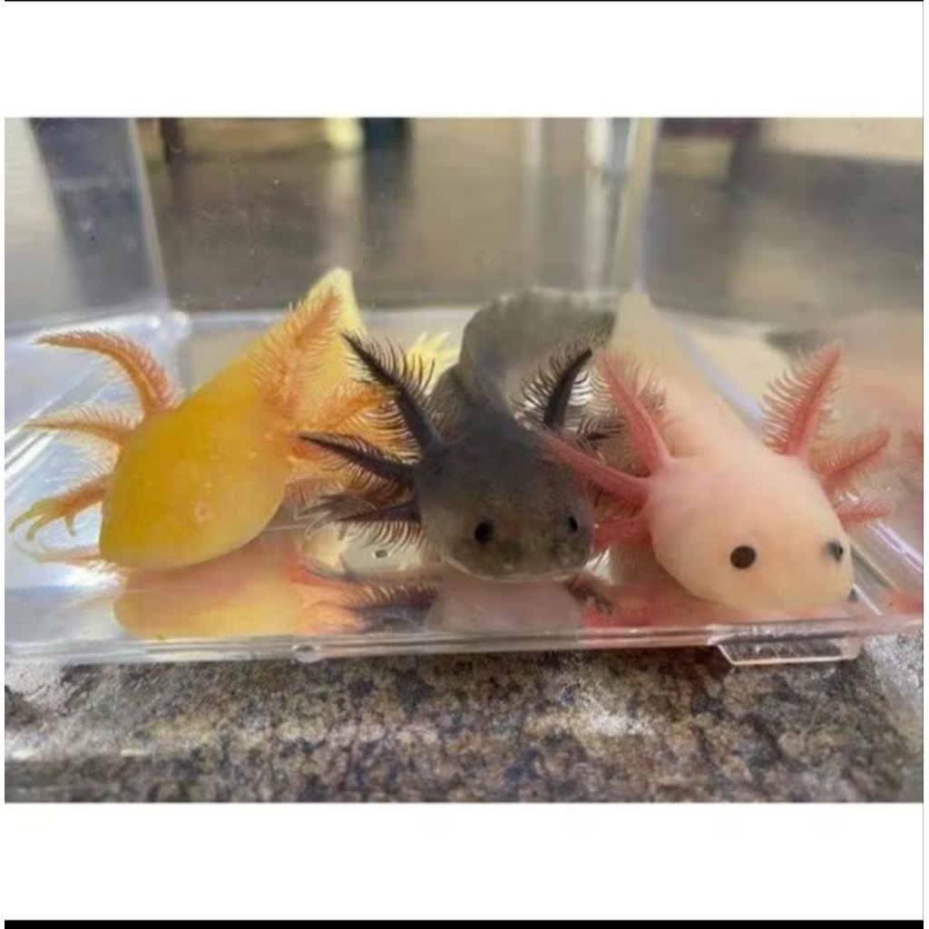 AXOLOTL SALAMANDER/ HIASAN AQUASCAPE