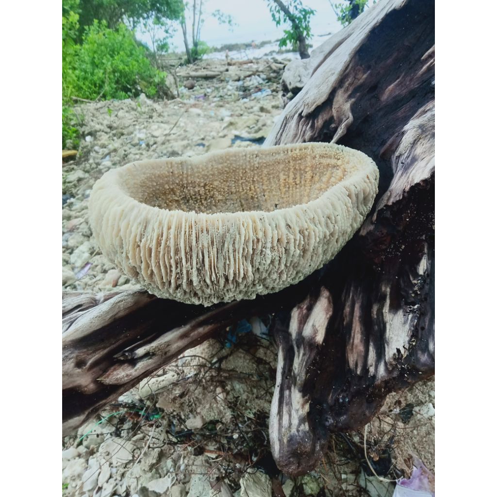 batu unik asli temuan alam