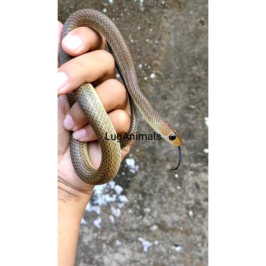 ptyas makanan reptil