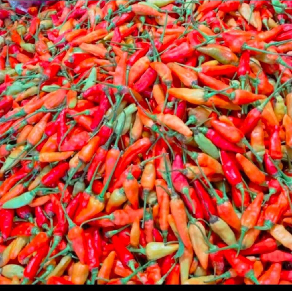Cabe kecil fress/lombok kecil fress