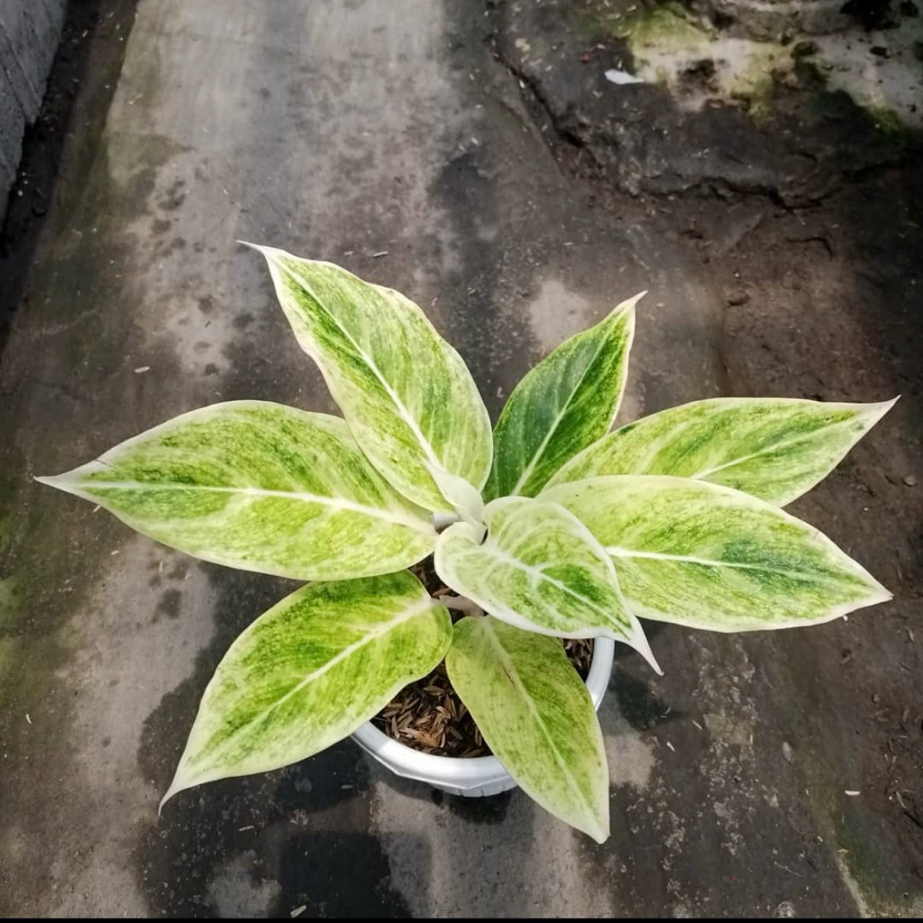 Aglonema lipstik putih | Tanaman aglonema siam aurora puth | Aglaonema white lipstick