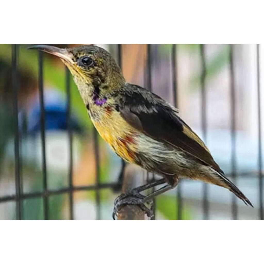 konin masteran trotol jntn pilihan rawatan