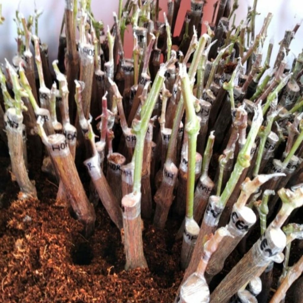 Grafting anggur import murah