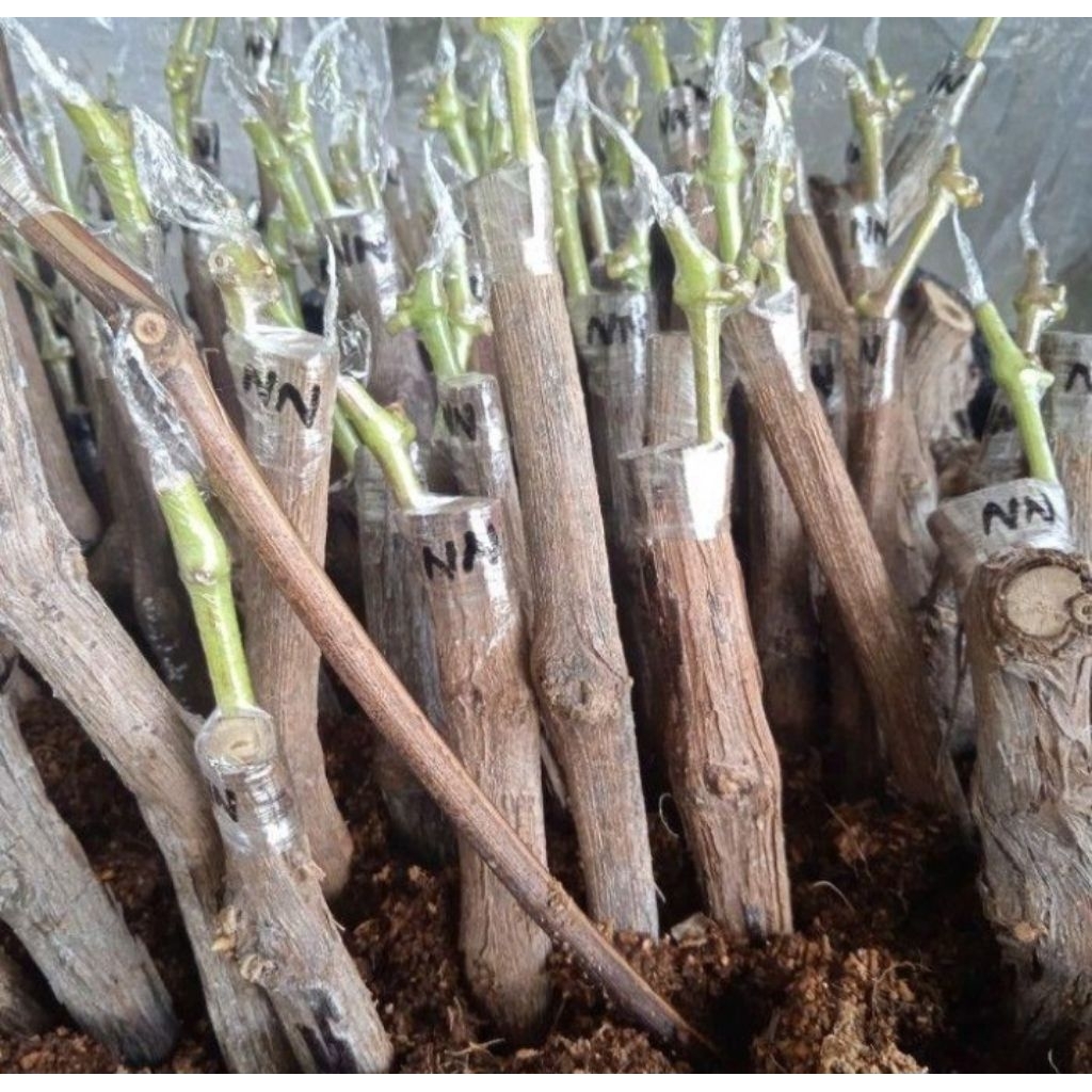 Grafting anggur import