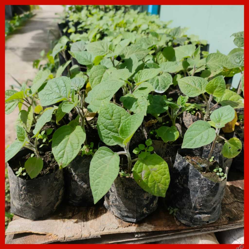 BIBIT TANAMAN CIPLUKAN JUMBO - BIBIT BUAH CECENDET GOLDEN BERRY SIAP TANAM