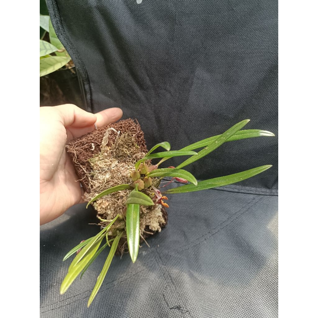 Bulbopyllum microrhombos