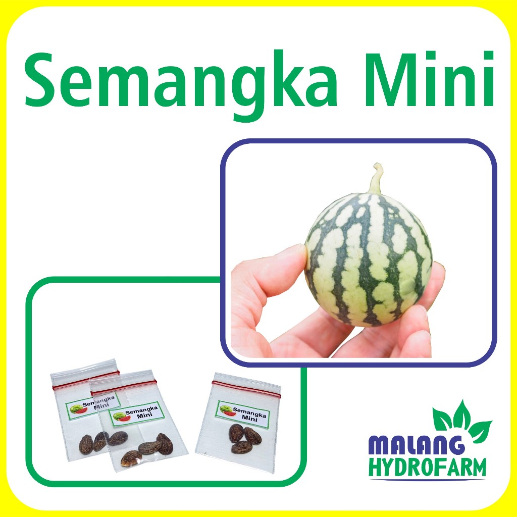Benih Semangka Mini Unggulan berkualitas biji bibit repack watermelon hydroponik hidroponik tanaman 