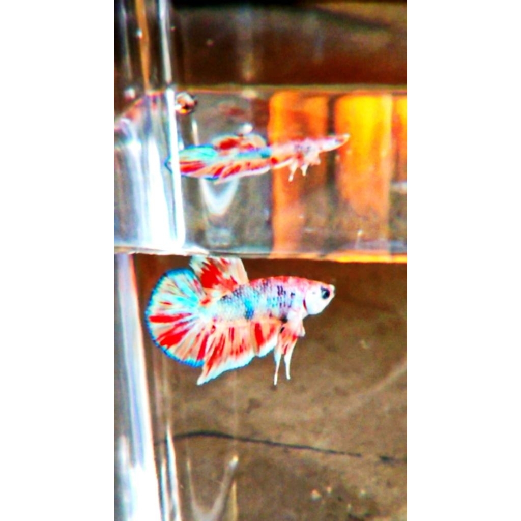 Ikan Cupang Hmpk Size M Jenis Multy Candy , Full Red , Black Samurai