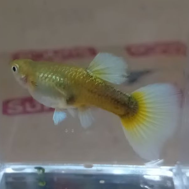 Stiker Aquarium Guppy HB Yellow