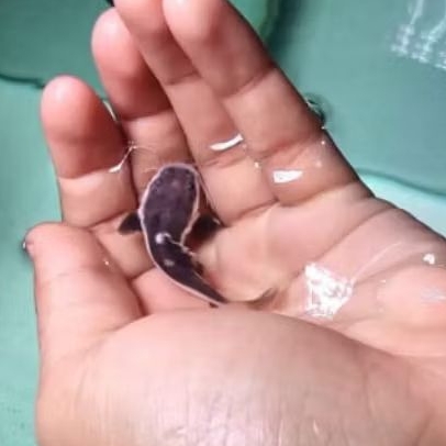 Ikan Rtc red tail catfish size 7-9cm