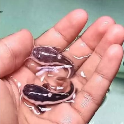Ikan Rtc red tail catfish size 7-9cm