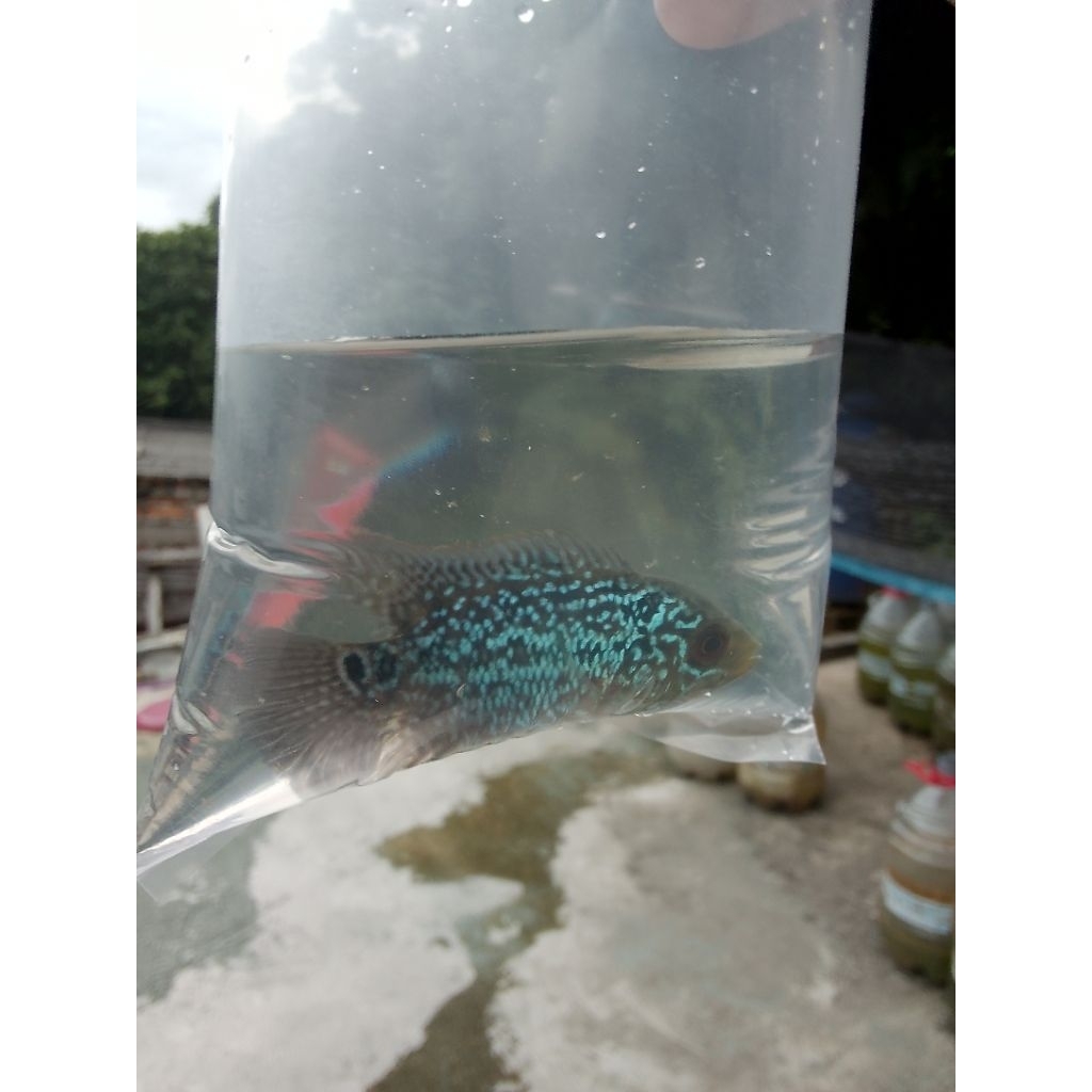 Plastik gambar louhan kamfa F3 x cencu GB full mutiara satuan promo