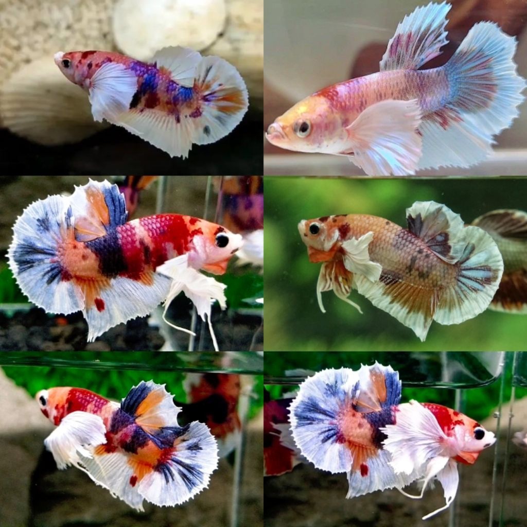 Dumbo Ear Cupang Bagus