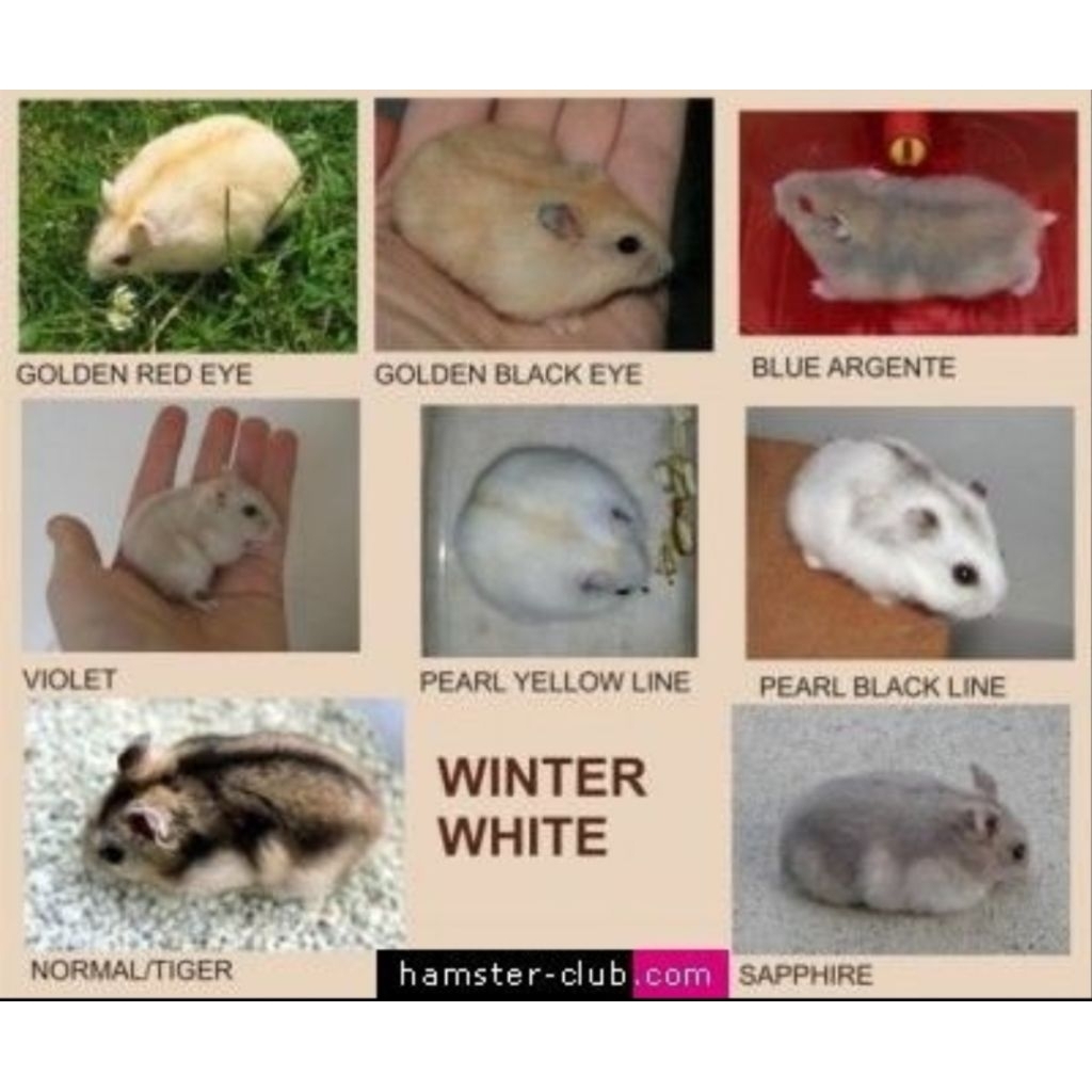 Hamster Winter White-Pearl-Golden Usia 2-3Bulan
