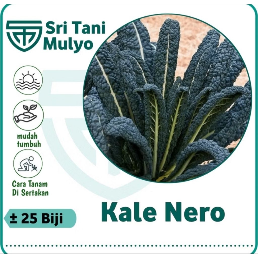 25 Biji - Benih Kale Nero CAVOLO LACINIATO -Bibit Tanaman Sayur Sayuran Daun Kale Kale Super