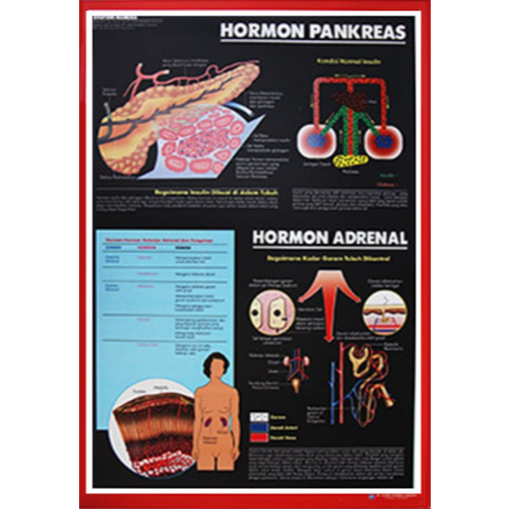 Poster Hormon Pankreas / Anatomi Manusia / Organ Tubuh Manusia