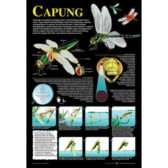 Poster Capung / Anatomi Hewan