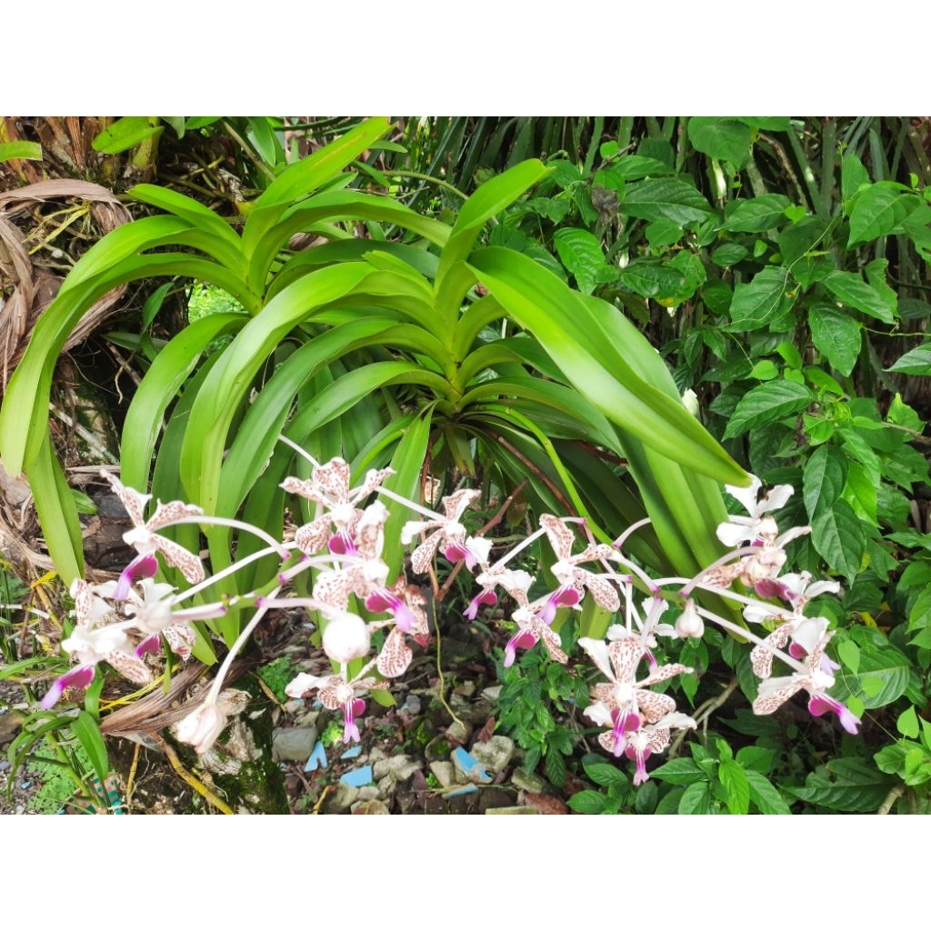 Anggrek Vanda tricolor berbunga