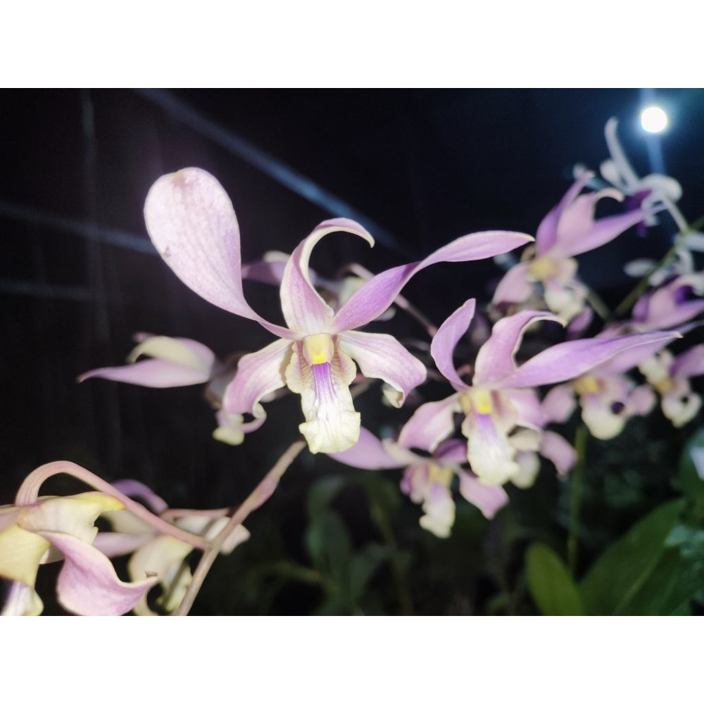 DENDROBIUM CAPUNG KEDIRI DEWASA
