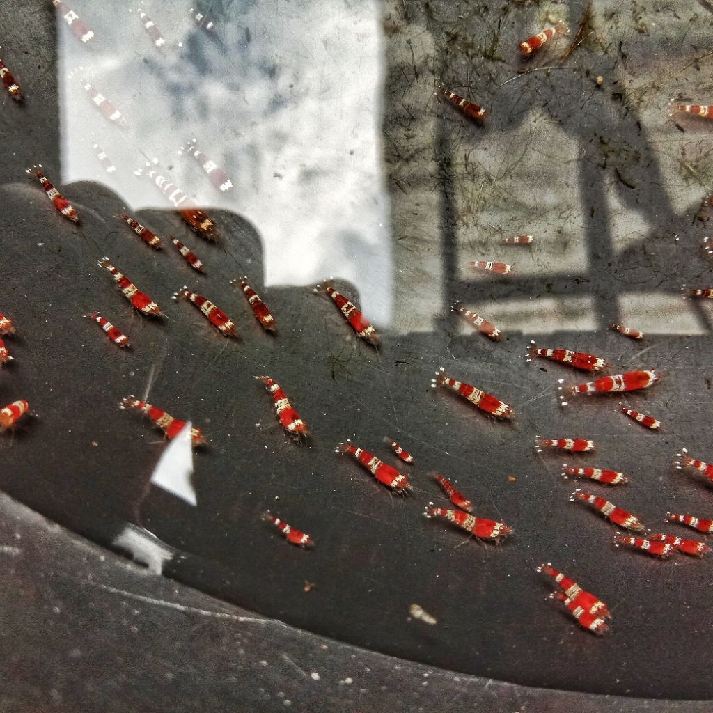 RED_BEE_UDANG HIAS AQUASCAPE