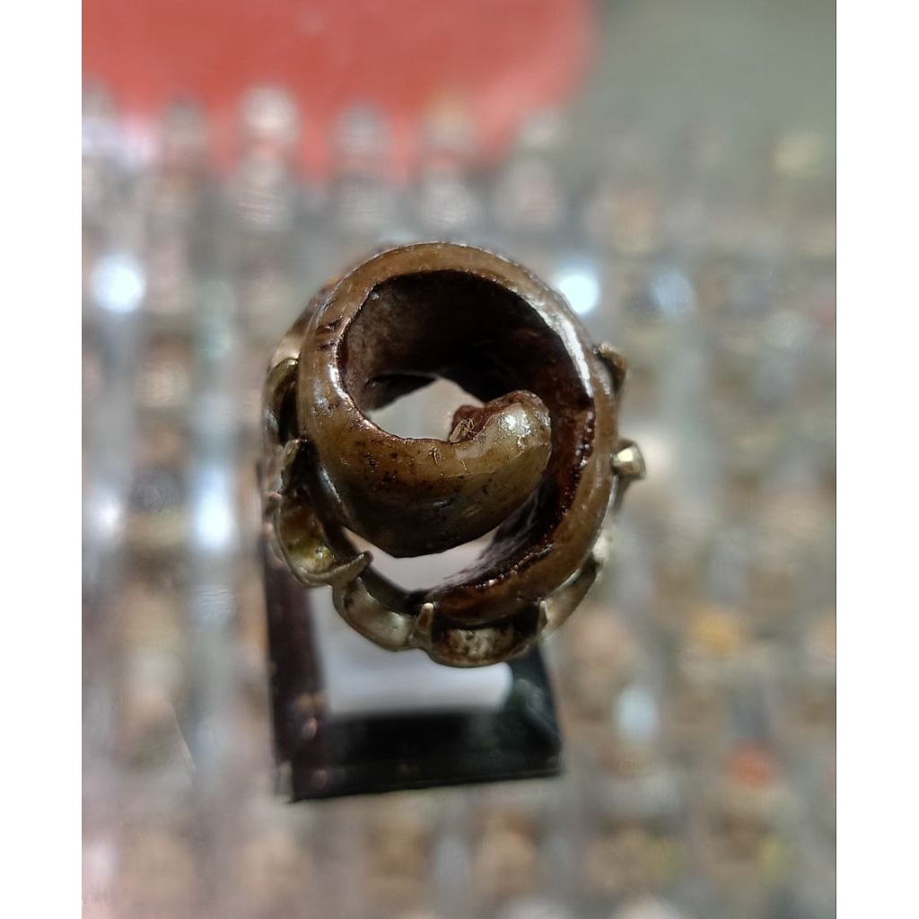 Cincin Fosil keong / kol buntet (Natural)