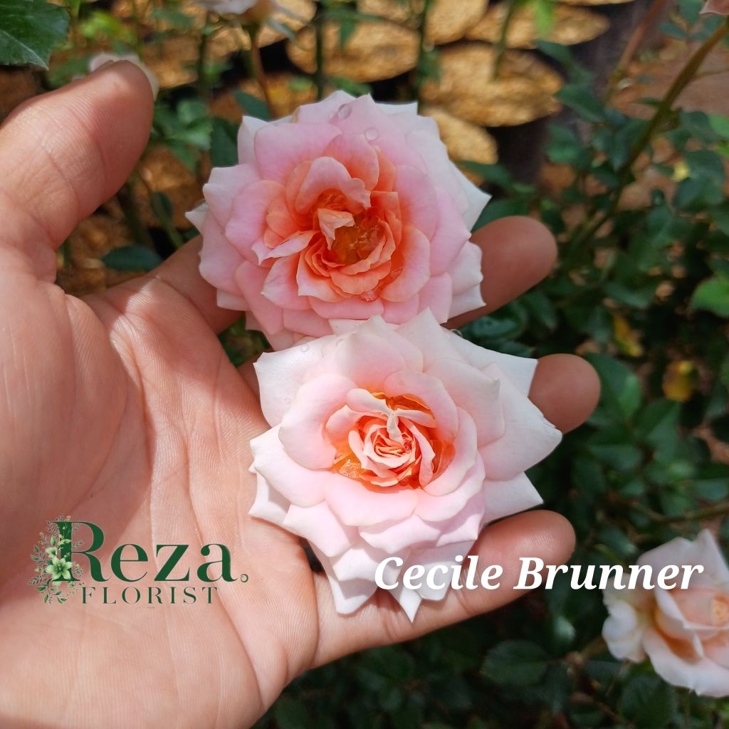 Tanaman Hias Bunga Mawar CECILE BRUNNER Beraroma Wangi
