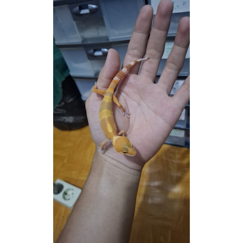 Leopard Gecko Male - Sunglow - Usia Juve Sehat Jinak Mulus