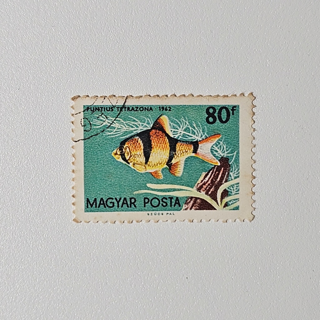 Perangko Fauna Ikan Hias: Tiger Barb Magyar Posta (Perangko Klasik 1962)