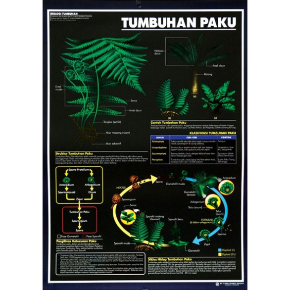 Poster Tumbuhan Paku / Anatomi Tumbuhan